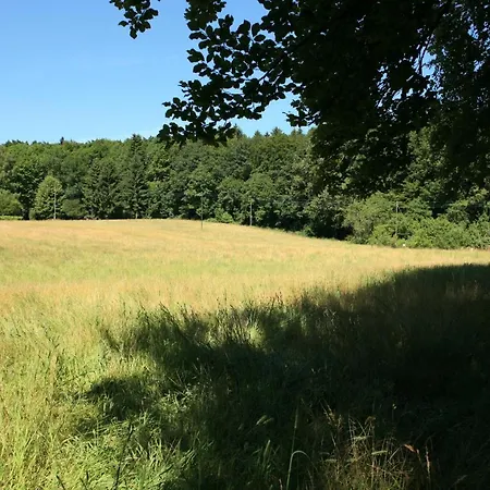 Hausteil In Einer Waldlichtung Im Stadtwald-2